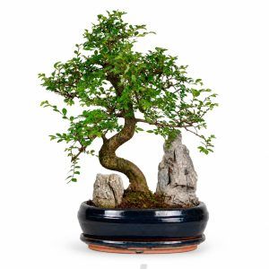 Бонсай Кармона Луна в керамике 31 bonsai