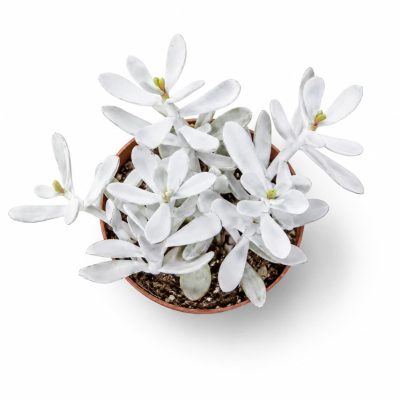Котиледон Сильвер Пик купить