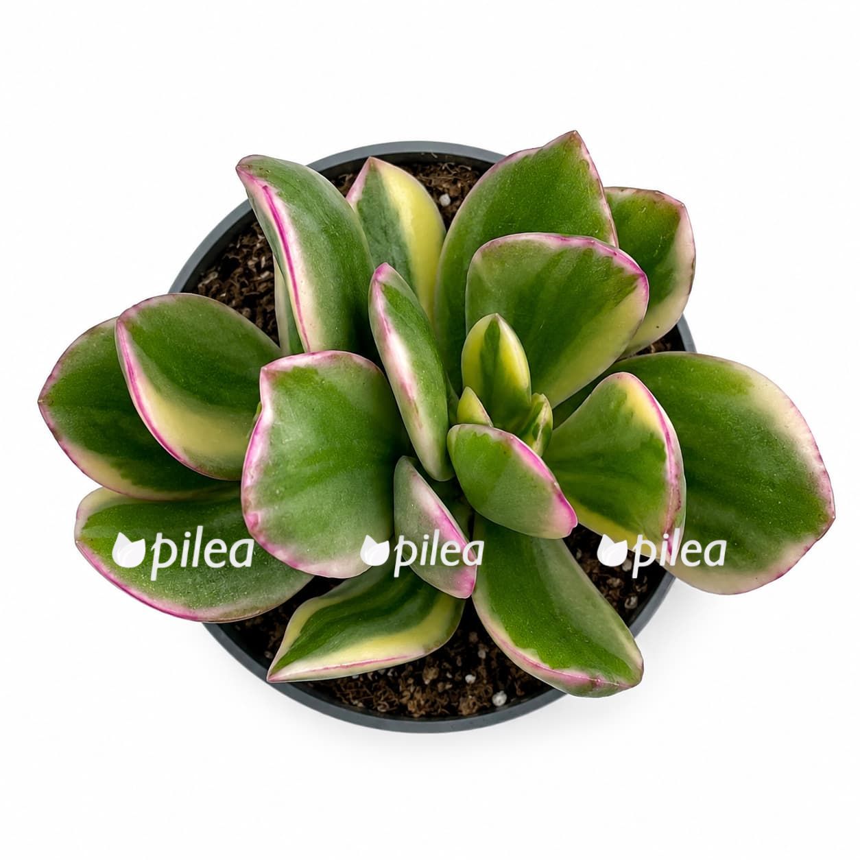 crassula-ovata-lemon-lime crassula ovata lemon lime