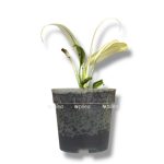 epipremnum pinnatum amplisimum variegata