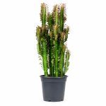 euphorbia trigona rubra