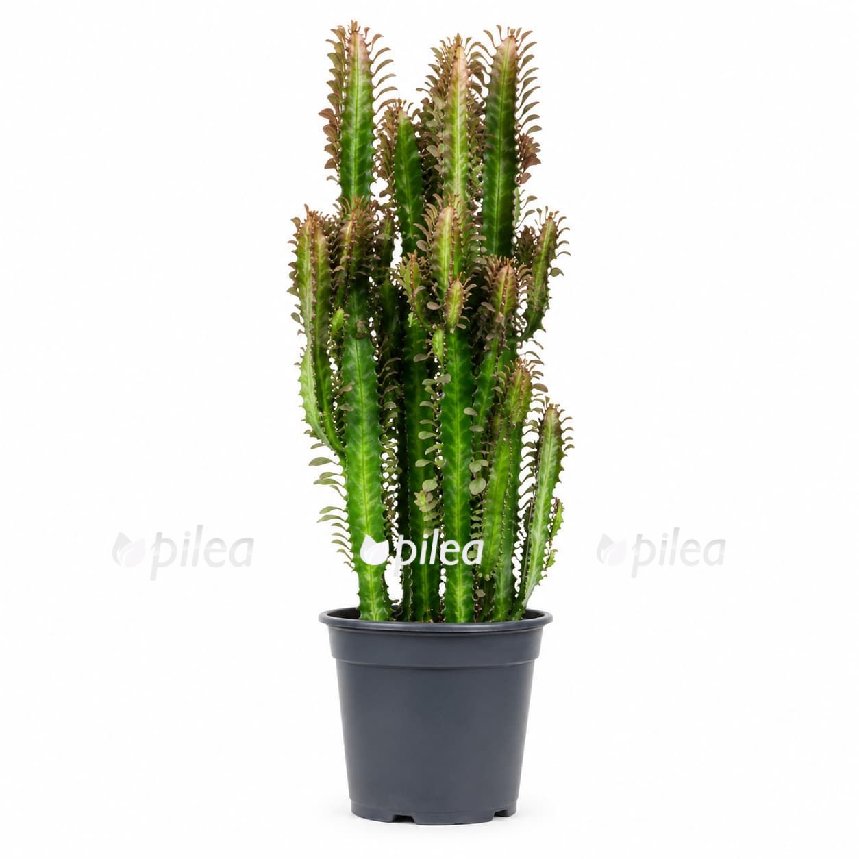 euphorbia trigona rubra