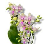 falenopsis multiflora blossom bliss