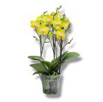 falenopsis multiflora ellou