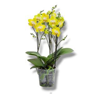 Фаленопсис Вайолет Квин 28 falenopsis multiflora ellou