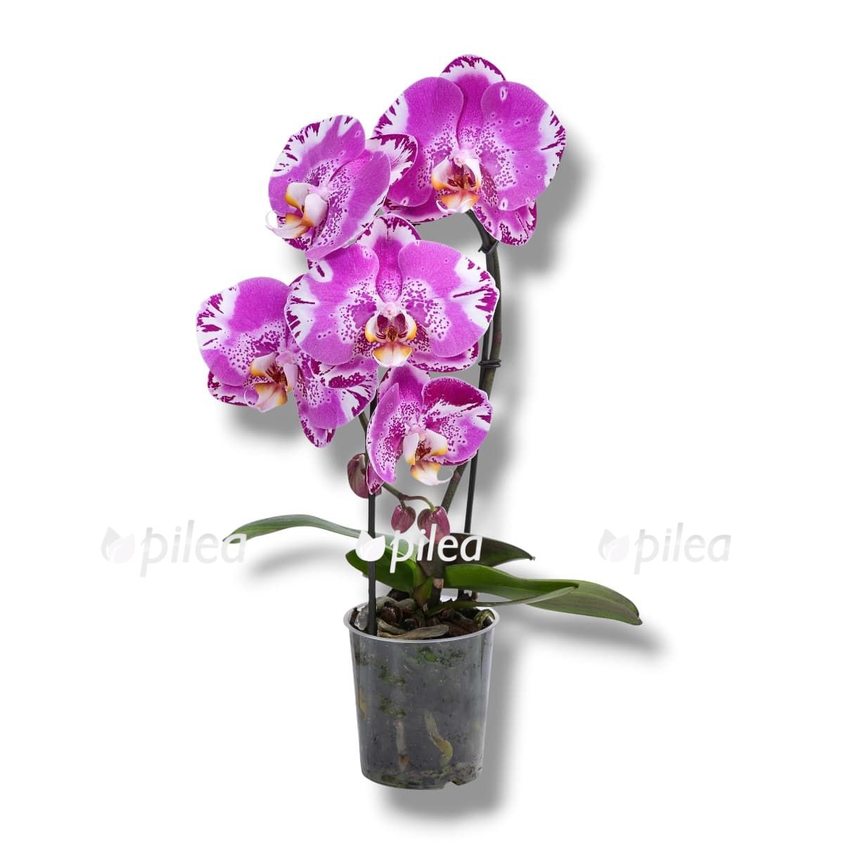 falenopsis-skarifays-kaskad falenopsis skarifays kaskad
