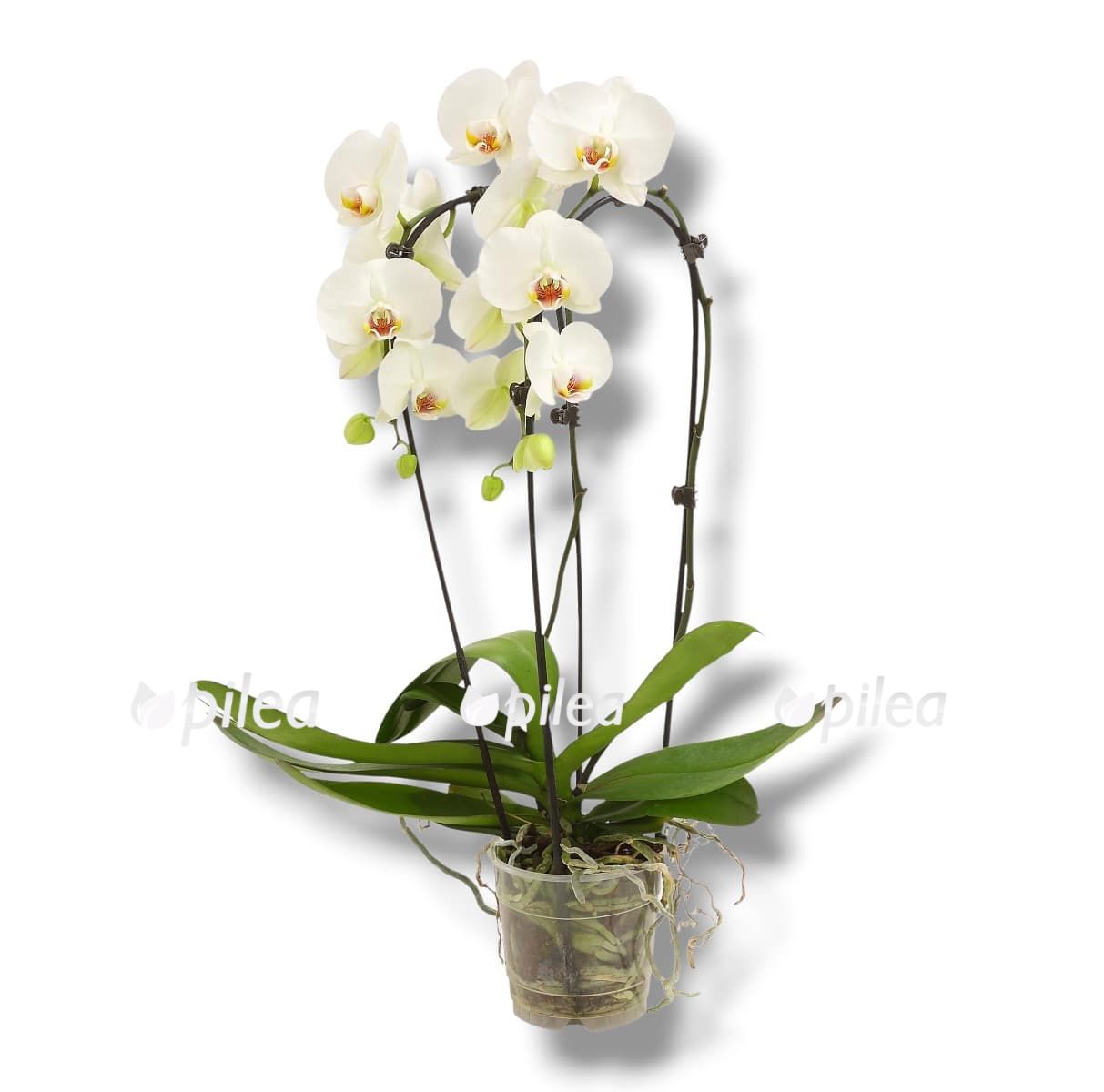 falenopsis-vayt-kaskad-2-stvola falenopsis vayt kaskad 2 stvola