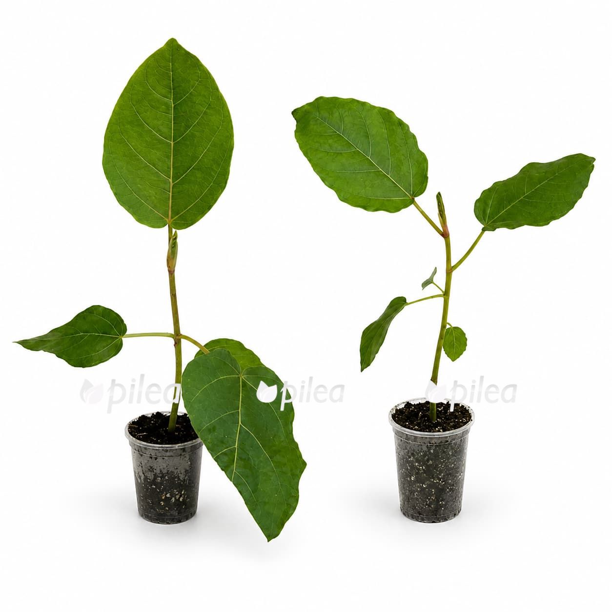 fikus-dammaropsis fikus dammaropsis
