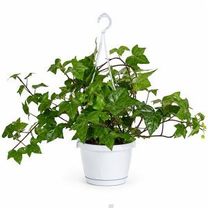 Хедера Минт Колибри 15 hedera helix