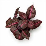 iresine lindenii cherry 1