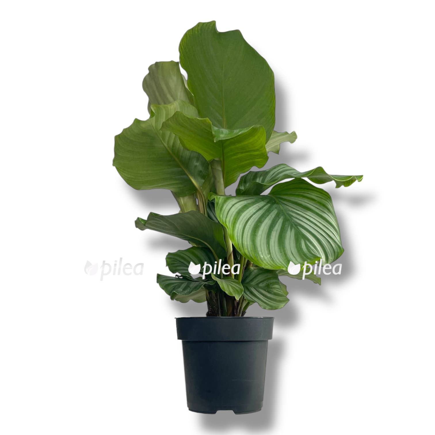 Kalateya Orbifoliya kalateya orbifoliya