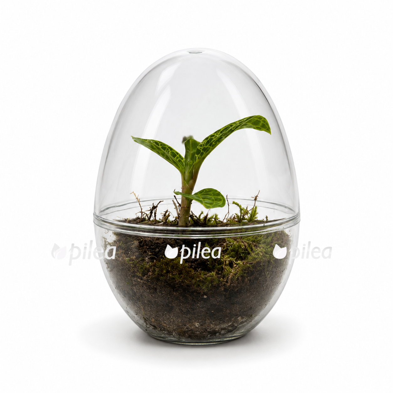 makodes petola v stekle