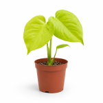 monstera lemon laym