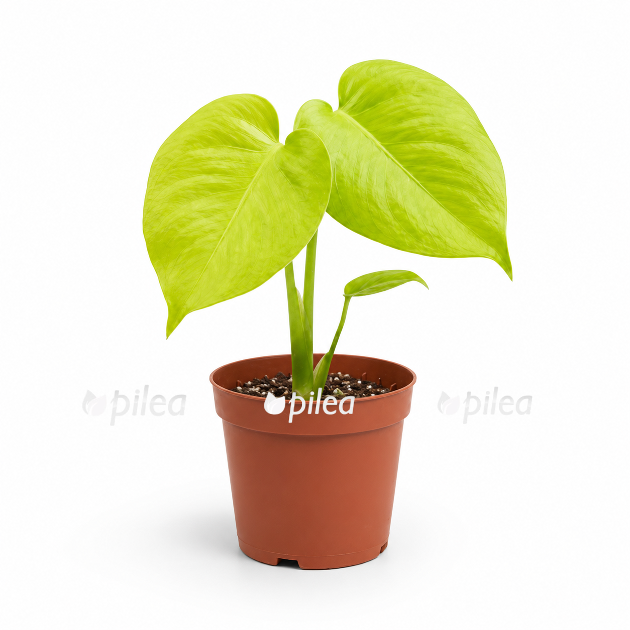 monstera lemon laym