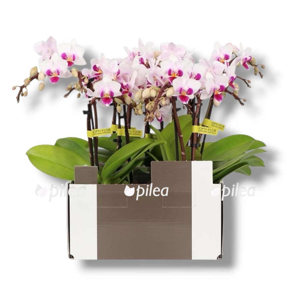 phalaenopsis-multiflora-emilia phalaenopsis multiflora emilia