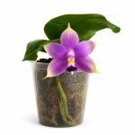 phalaenopsis violacea indigo