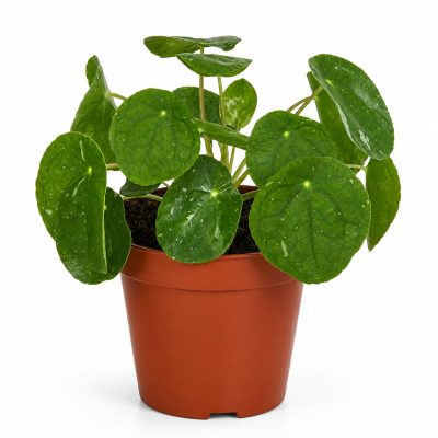 pilea-peperomioides-white-splash