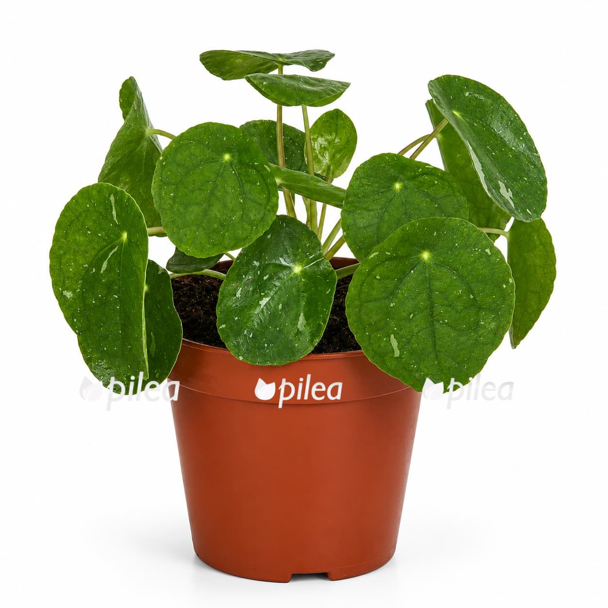 pilea-peperomioides-white-splash