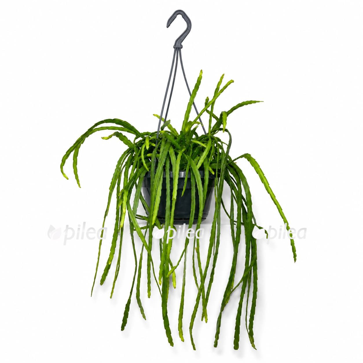 rhipsalis-houlletiana rhipsalis houlletiana