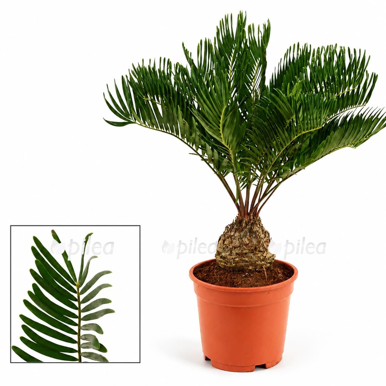 zamia-floridana zamia floridana