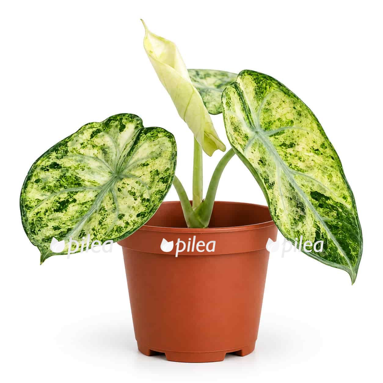 alocasia ninja mint