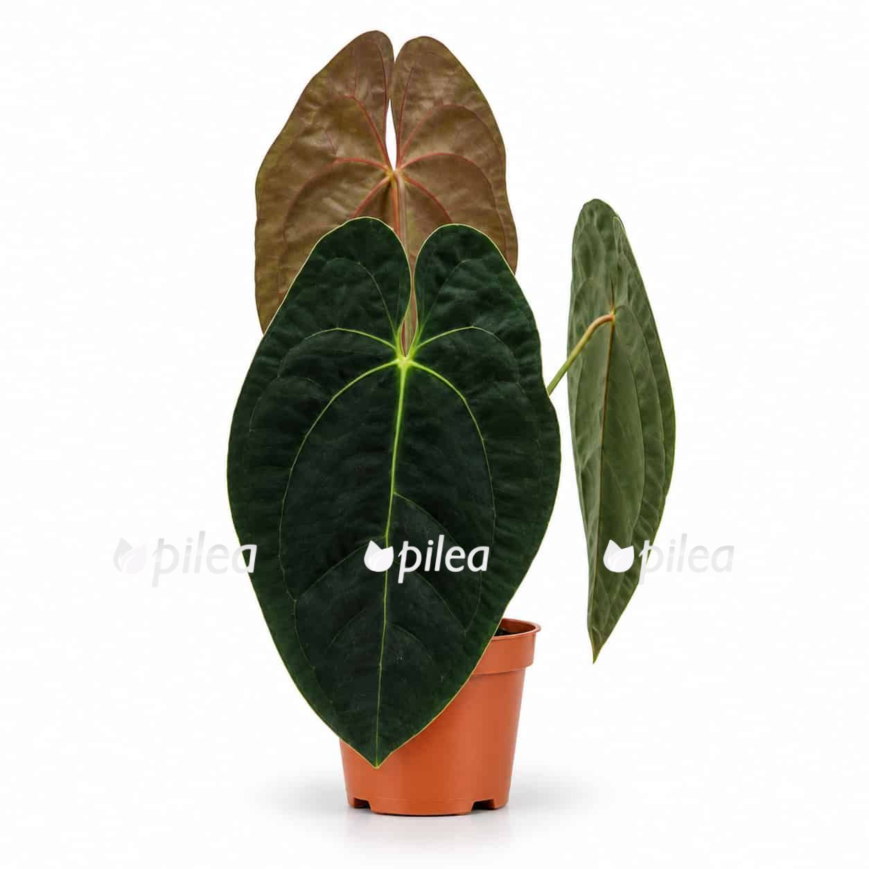 anthurium papillilaminum guna yala