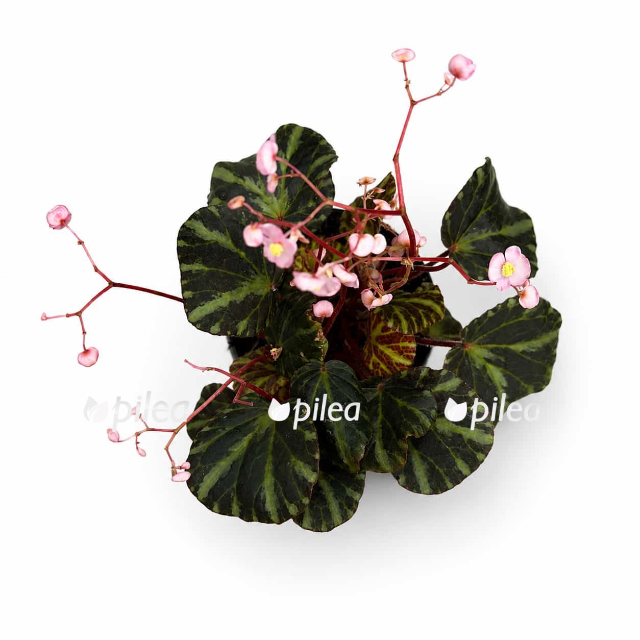 begonia-beyenia begonia beyenia