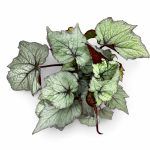begonia silver light