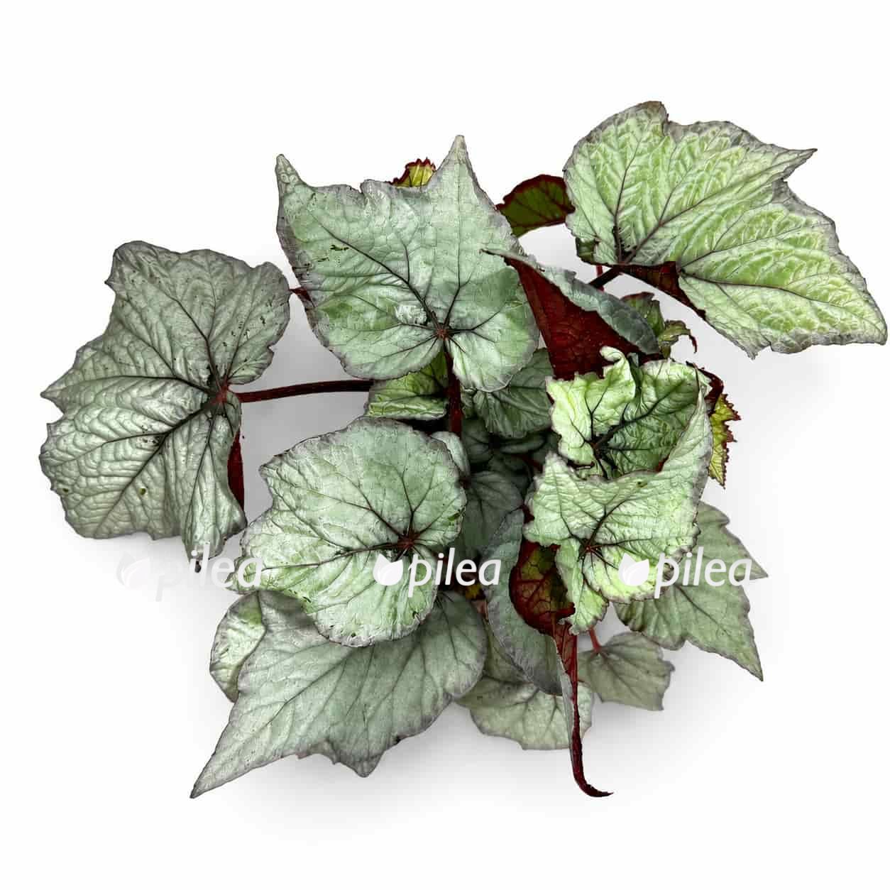 begonia-silver-light begonia silver light