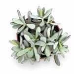 cotyledon orbiculata silver