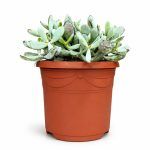 cotyledon orbiculata silver 2