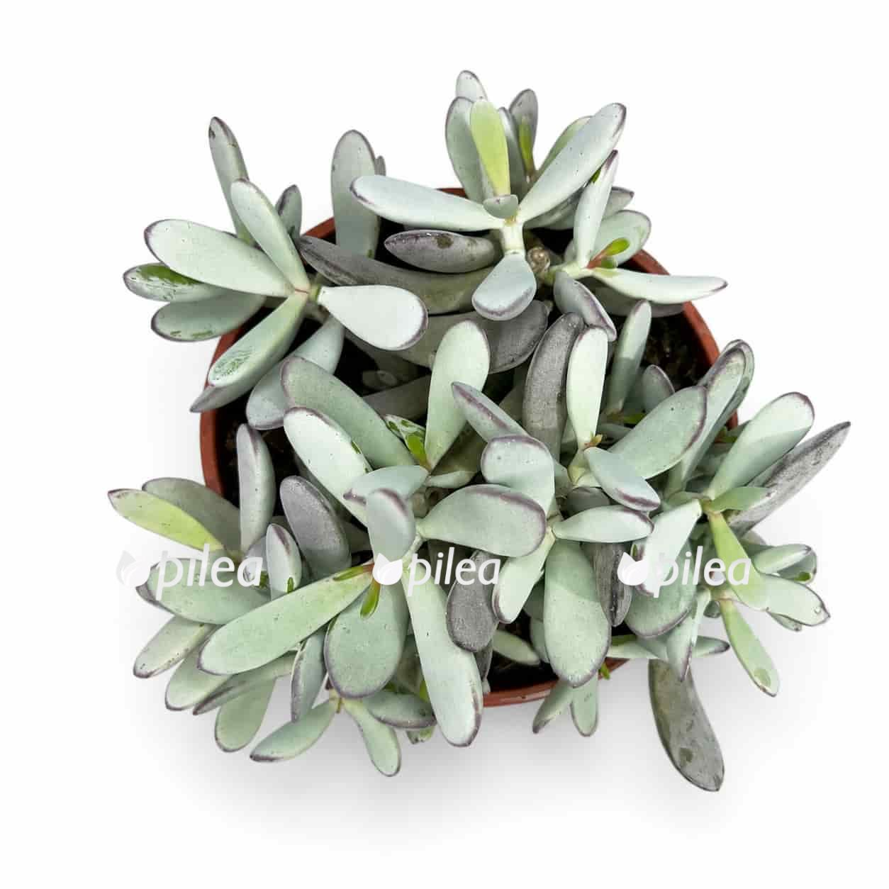 cotyledon-orbiculata-silver cotyledon orbiculata silver
