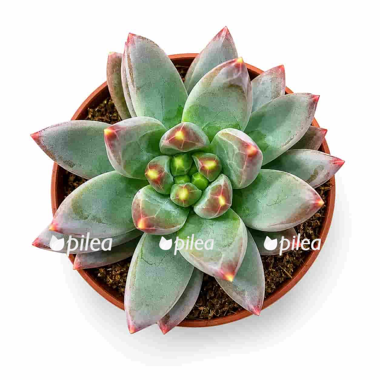 echeveria-izar echeveria izar
