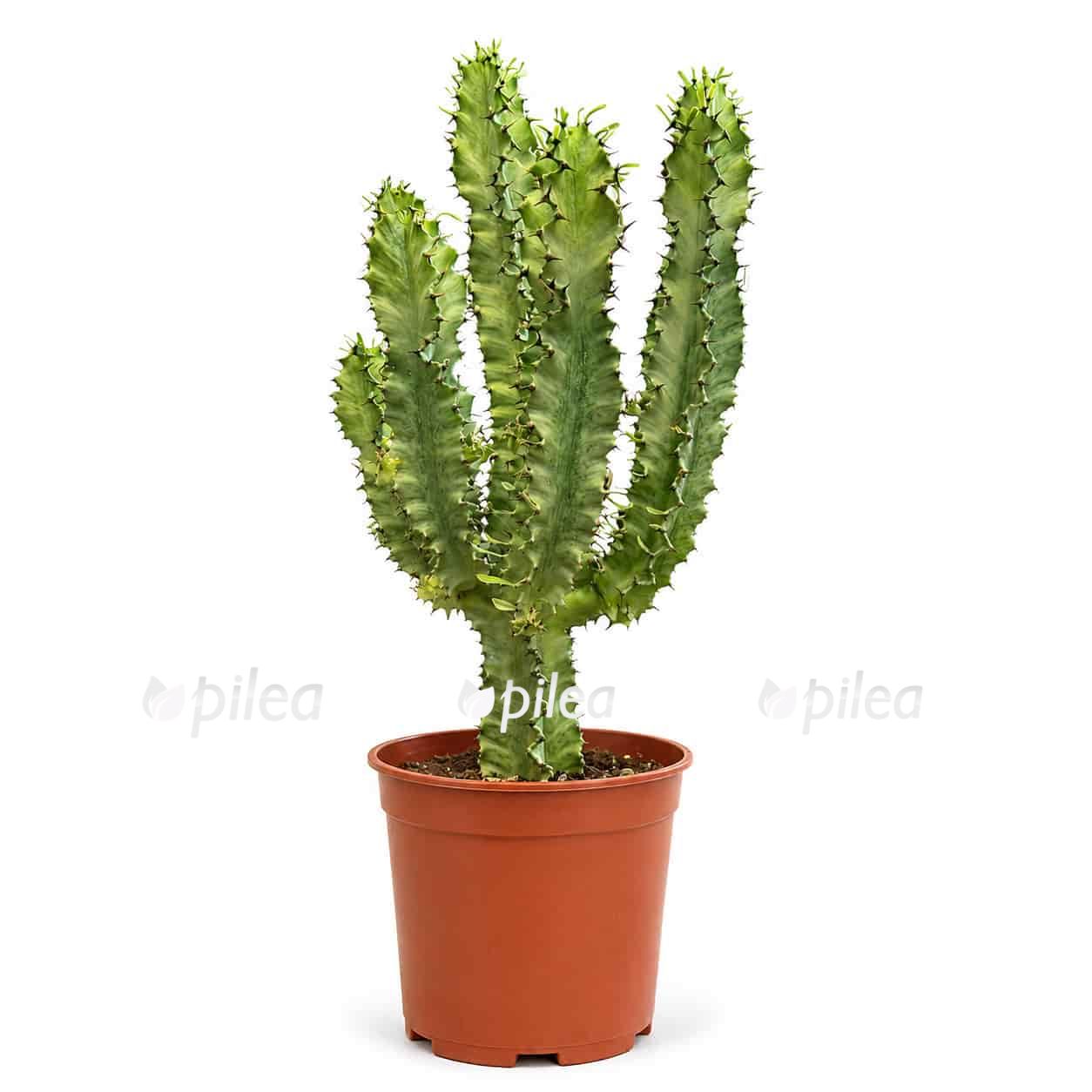 euphorbia-erythraea-variegata euphorbia erythraea variegata