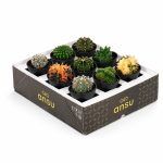 gymnocalycium miks