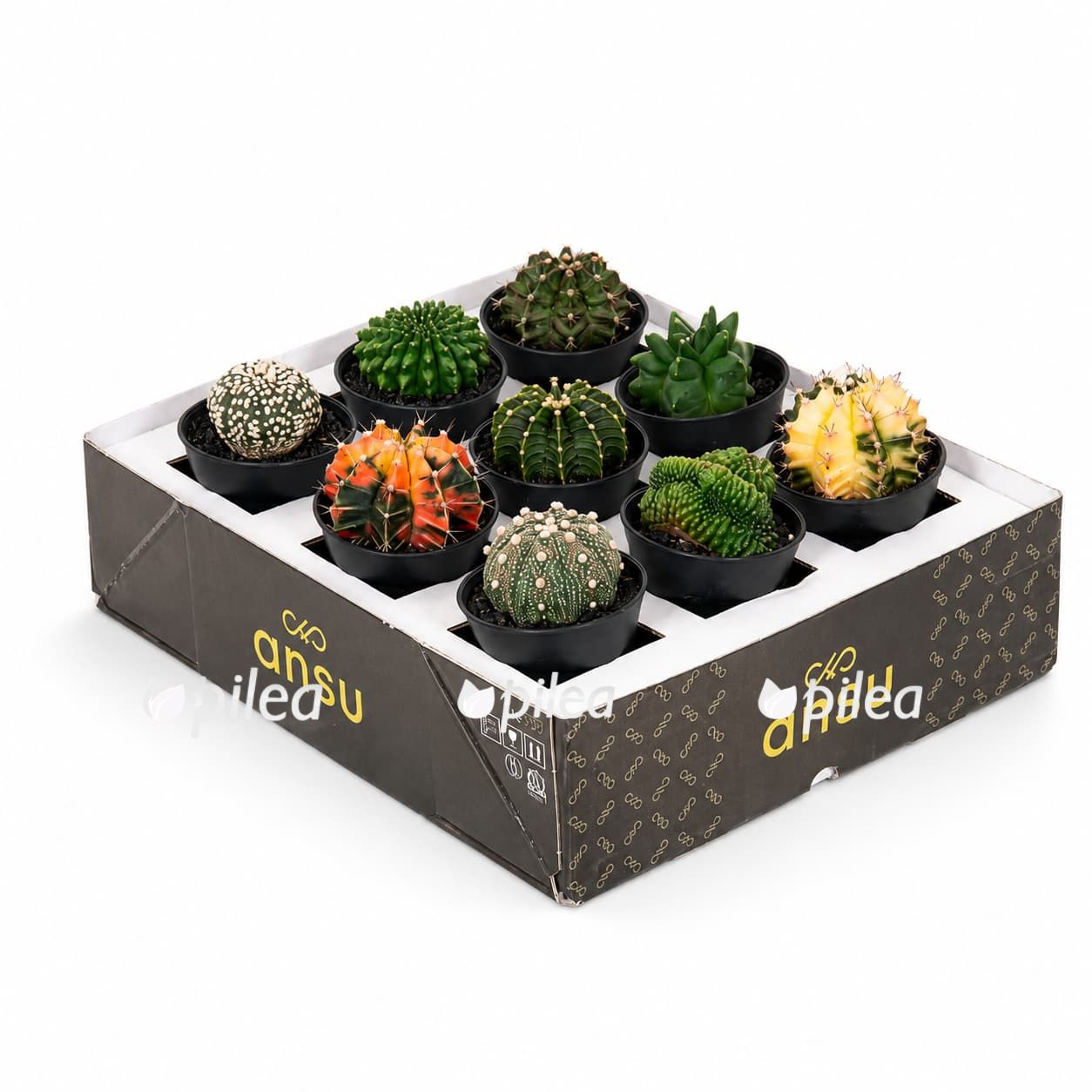 gymnocalycium-miks gymnocalycium miks