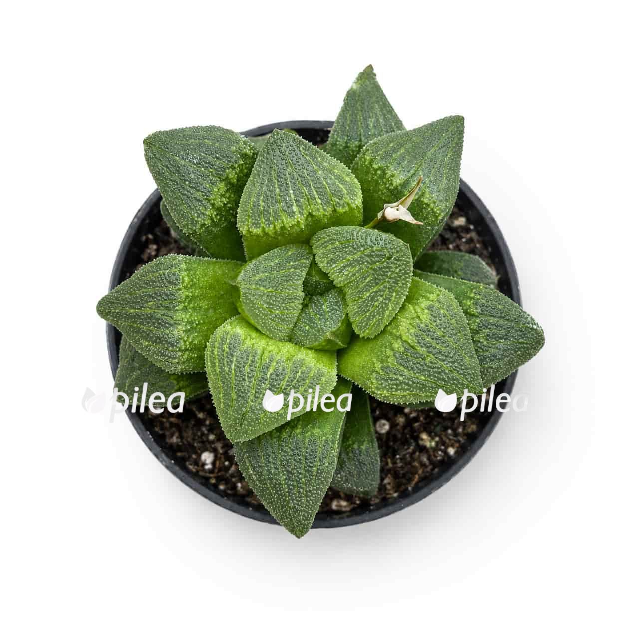 Haworthia pygmaea haworthia pygmaea
