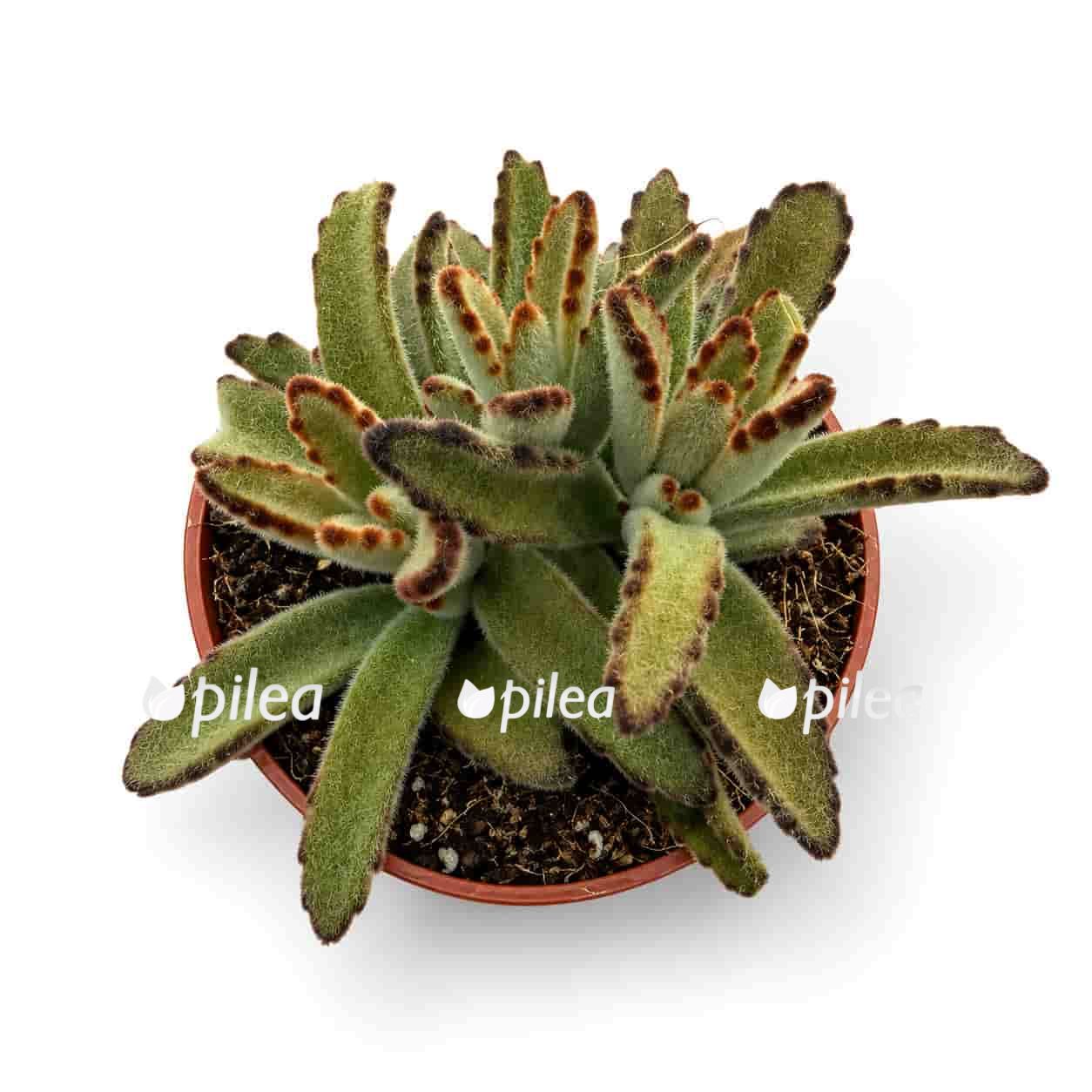 kalanchoe-golden-girl Каланхое Голден Герл купить
