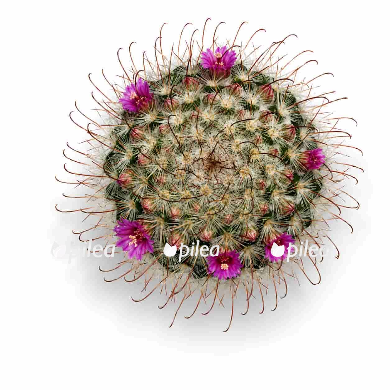 mammillaria-bombycina Маммилярия Бомбицина купить