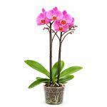 phalaenopsis cadillac peloric 1