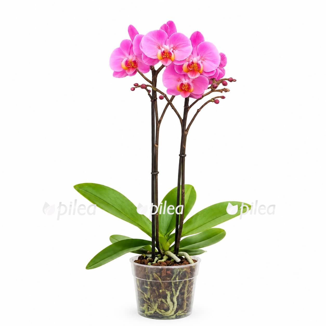 phalaenopsis-cadillac-peloric phalaenopsis cadillac peloric 1