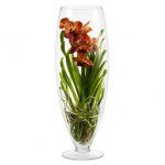 vanda apricot brandy 1