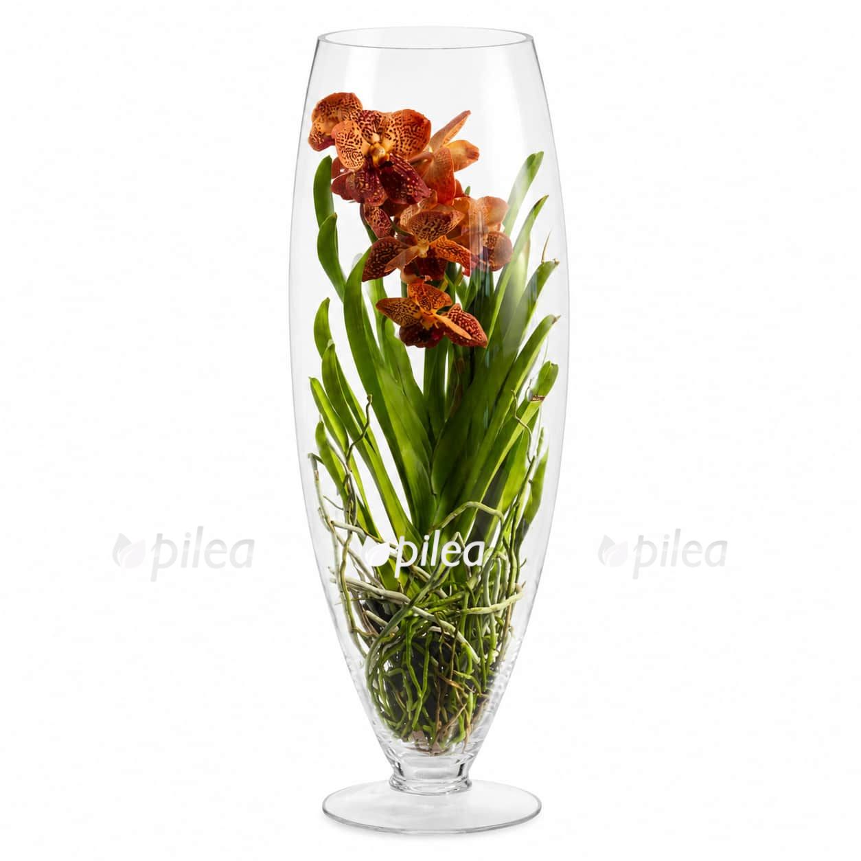 vanda-apricot-brandy vanda apricot brandy 1