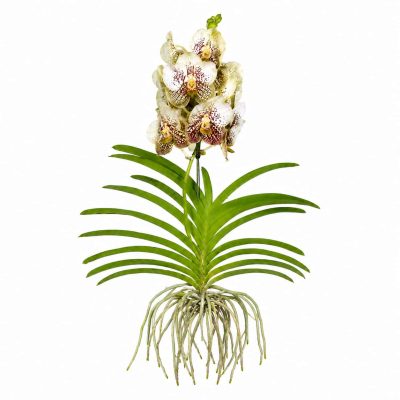 Ванда Голд подвесная купить