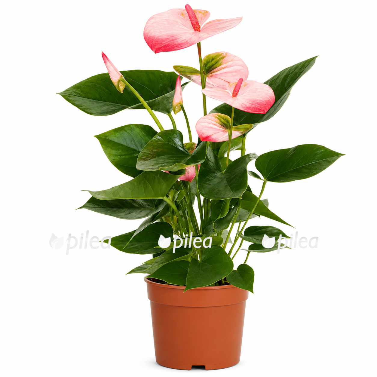 anthurium-andreanum-hot-lips anthurium andreanum hot lips