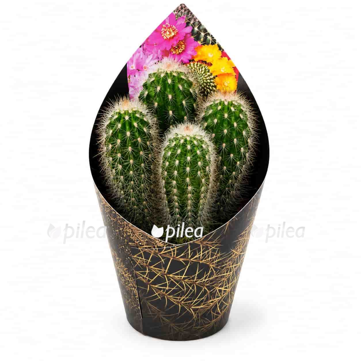 espostoa-mirabilis espostoa mirabilis