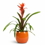 guzmania amaretto