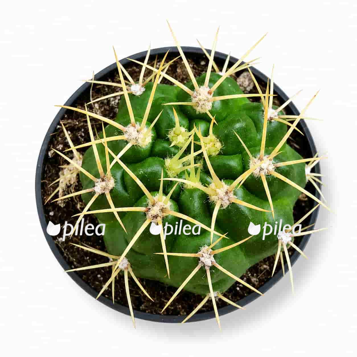 gymnocalycium-monvillei gymnocalycium monvillei