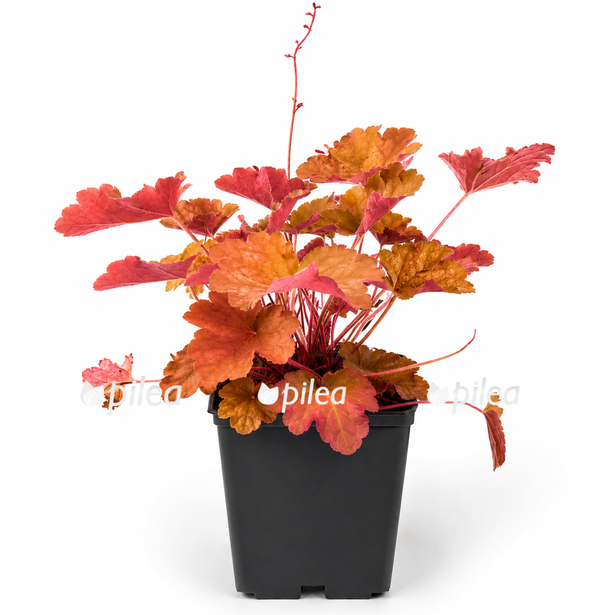 Heuchera-mix heuchera