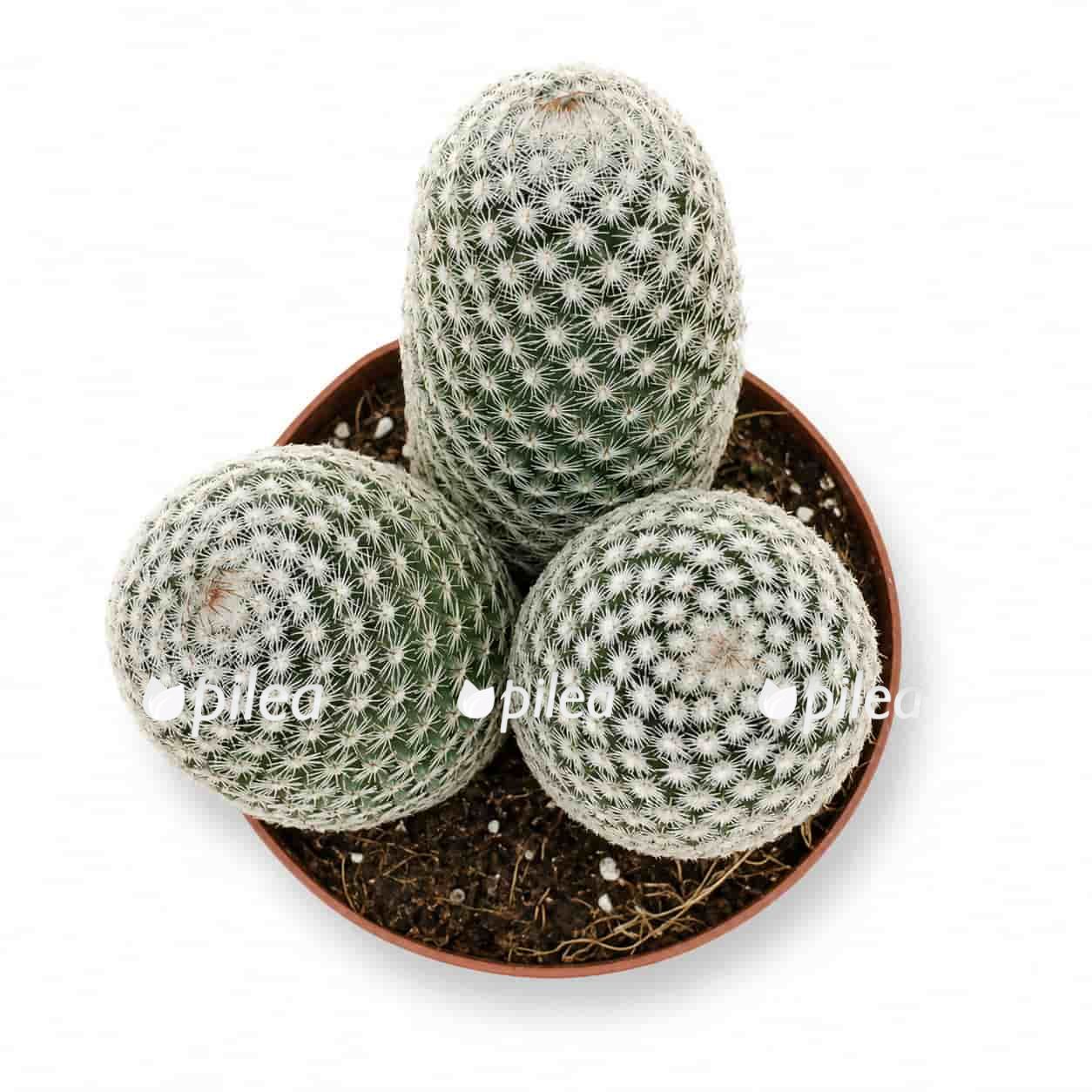 mammillaria-matudae mammillaria matudae